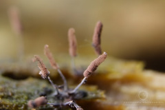 10_Stemonitis_typhina_20100805S01_1008_15845