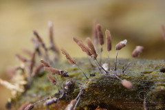 11_Stemonitis_typhina_20100805S01_1008_15844