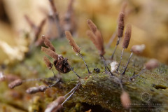 12_Stemonitis_typhina_20100805S01_1008_15841