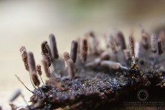 13_Stemonitopsis_typhina_20110815S01_110815_19636