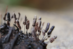 14_Stemonitopsis_typhina_20110815S01_110815_19634