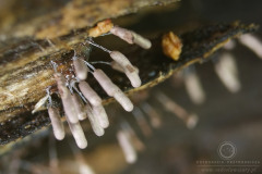 16_Stemonitopsis_typhina_20110815S01_110815_19638