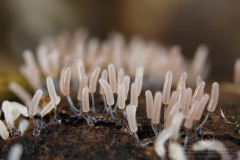 17_Stemonitopsis_typhina_20110815S01_110815_19631