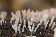 18_Stemonitopsis_typhina_20110815S01_110815_19629