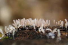19_Stemonitopsis_typhina_20110815S01_110815_19626