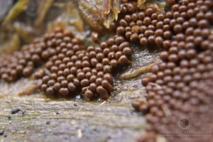 Trichia affinis - Kędziorek pokrewny
