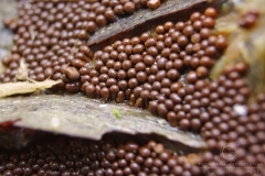 09_Trichia_affinis_20090912S02_0909_14416