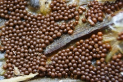 10_Trichia_affinis_20090912S02_0909_14415