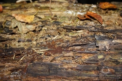 11_Trichia_affinis_20090912S02_0909_14413