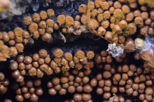Trichia decipiens - Kędziorek mylny