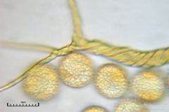 02_m_Trichia_decipiens_20091126S01_4289_OBR