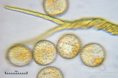 03_m_Trichia_decipiens_20091126S01_4287_OBR