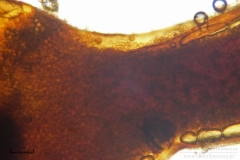 10_m_Trichia_decipiens_20091126S01_4290_OBR