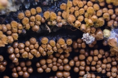11_Trichia_decipiens_20091126S01_0911_14649