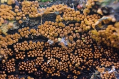 12_Trichia_decipiens_20091126S01_0911_14647