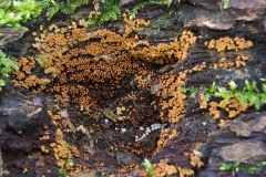 13_Trichia_decipiens_20091126S01_0911_14646