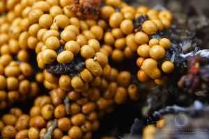 Trichia persimilis - Kędziorek siedzący
