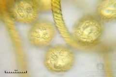 01_m_Trichia_persimilis_20091108S02_4269_OBR