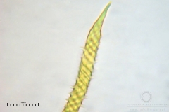 02_m_Trichia_persimilis_20091108S02_4268_OBR
