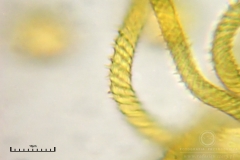 03_m_Trichia_persimilis_20091108S02_4265_OBR