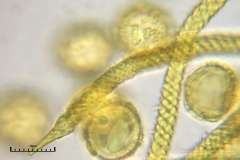 04_m_Trichia_persimilis_20091108S02_4264_OBR