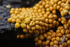 07_Trichia_persimilis_20091108S02_0911_14562