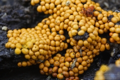 08_Trichia_persimilis_20091108S02_0911_14561