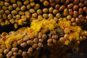 Trichia scabra - Kędziorek szorstki