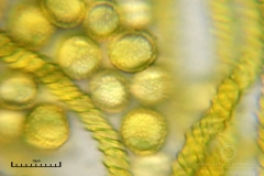 03_m_Trichia_scabra_20090809S07_4168_OBR