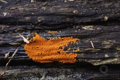 14_Trichia_scabra_20090809S07_0908_13497