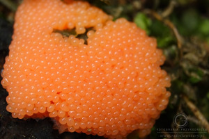 Tubulifera arachnoidea - Zlepniczek walcowaty