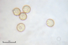 01_m_Tubulifera-_arachnoidea_20090521S03_3960_OBR