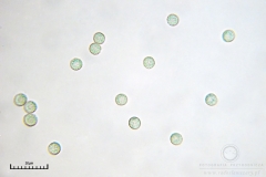 02_m_Tubulifera-_arachnoidea_20090521S03_3955_OBR
