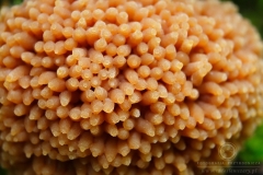 03_Tubulifera-_arachnoidea_20090521S03_0906_12949