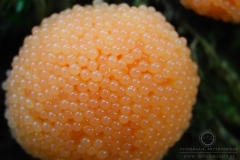 05_Tubulifera-_arachnoidea_20090521S03_0906_12946
