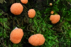 06_Tubulifera-_arachnoidea_20090521S03_0906_12945
